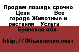 Продам лошадь срочно › Цена ­ 30 000 - Все города Животные и растения » Услуги   . Брянская обл.